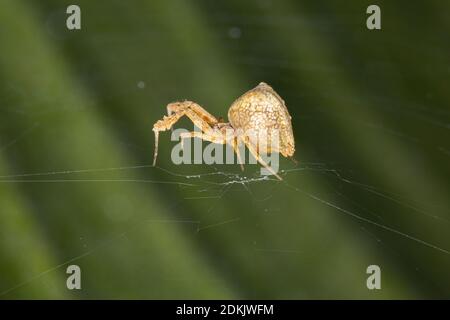 Hackled Orbweaver of the family Uloboridae Stock Photo