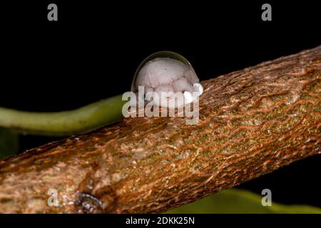 White wax scale insects Ceroplastes spp on new wood of laurel plant ...