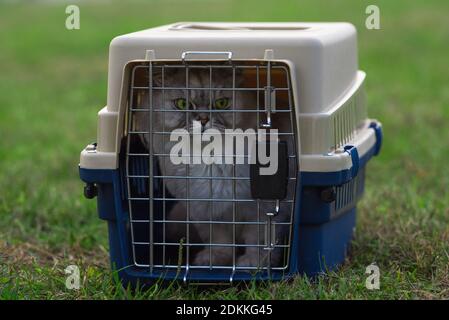 Cat sitting in pet travel carrier. Moving with pets, transferring cats  Stock Photo