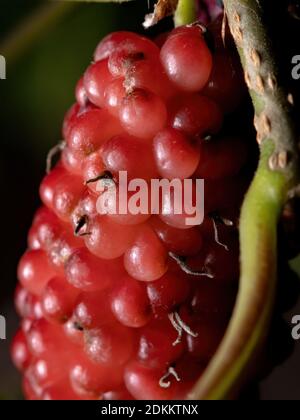 Mulberry plant of the genus Morus in macro view Stock Photo