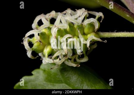 Mulberry plant of the genus Morus in macro view Stock Photo