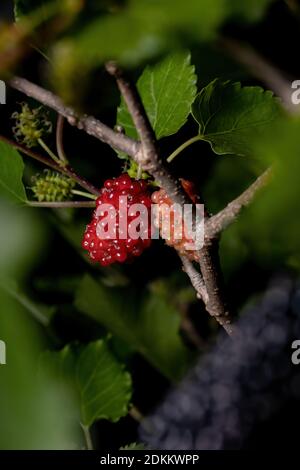 Mulberry plant of the genus Morus in macro view Stock Photo