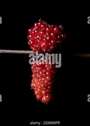 Mulberry plant of the genus Morus in macro view Stock Photo