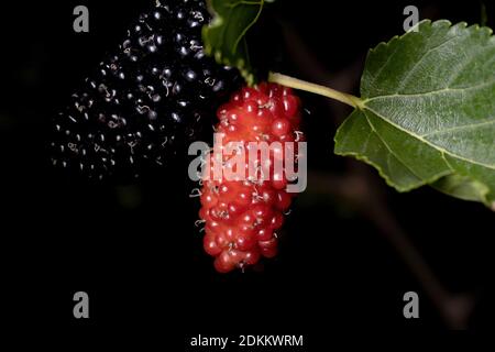 Mulberry plant of the genus Morus in macro view Stock Photo