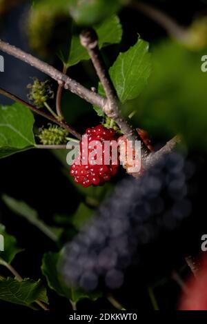 Mulberry plant of the genus Morus in macro view Stock Photo