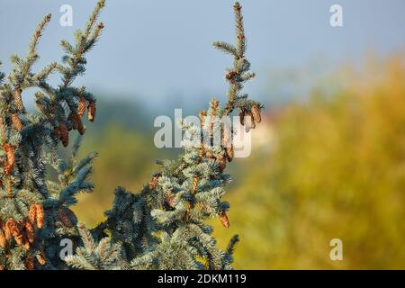 Pine Tree Closeup Stock Photo