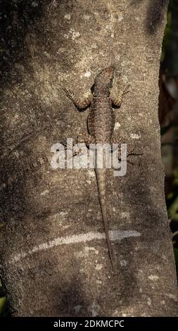 Brazilian ground lizard of the genus Tropidurus Stock Photo