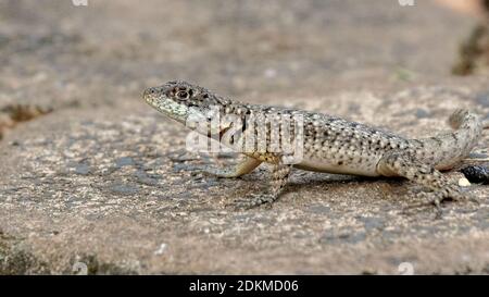 Brazilian ground lizard of the genus Tropidurus Stock Photo