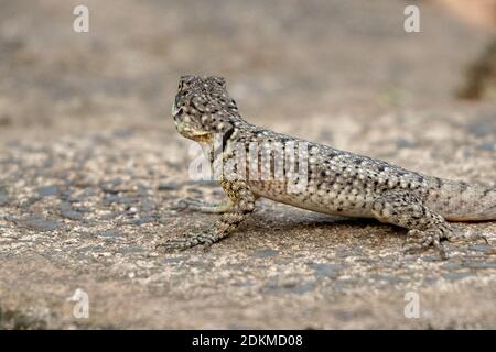 Brazilian ground lizard of the genus Tropidurus Stock Photo