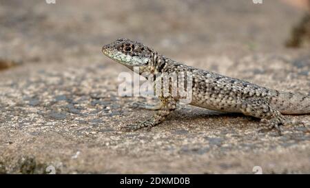 Brazilian ground lizard of the genus Tropidurus Stock Photo