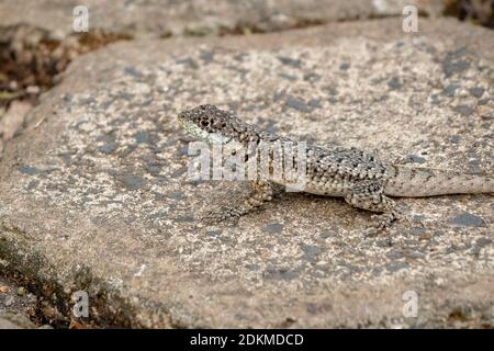 Brazilian ground lizard of the genus Tropidurus Stock Photo