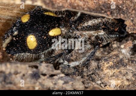 red velvet ant cow killer ant Dasymutilla occidentalis flightless wasp ...