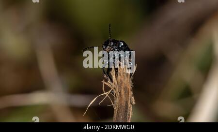 Leaf Beetle of the Family Chrysomelidae Stock Photo