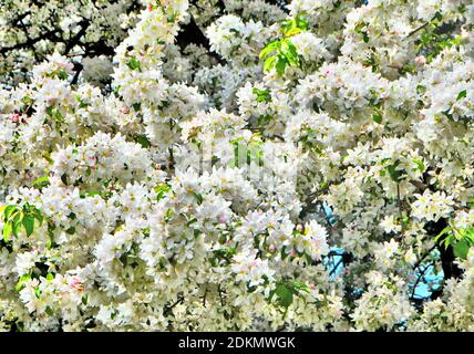 White apple blossoms in spring in Thunder Bay Ontario, Canada Stock Photo