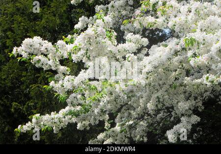 White blossoms on an apple tree with dark green evergreens in background. Stock Photo