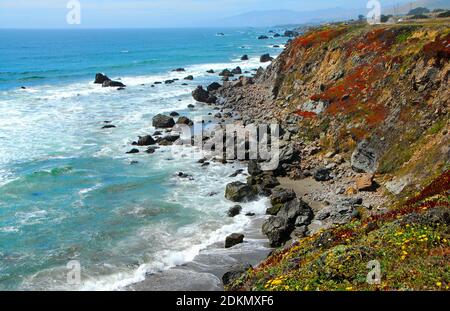 Cliffs covered with wildflowers lead down to the Pacific Ocean and a beach with rocks and sand, in Northern California, U.S.A.. Stock Photo
