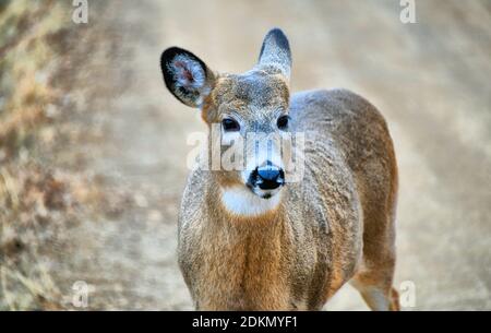 A color close up photo of a young deer in Autumn in Thunder Bay, Ontario, Canada. Stock Photo