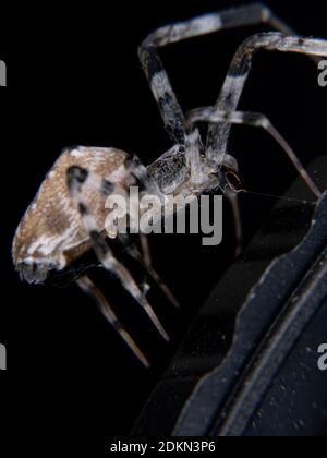 Ninja-star Ceiling Spider of the species Zosis geniculata Stock Photo