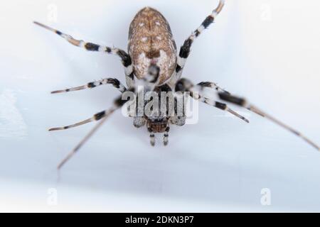 Ninja-star Ceiling Spider of the species Zosis geniculata Stock Photo