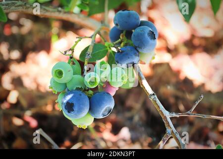 A branch of blueberries in various stages of maturity Stock Photo