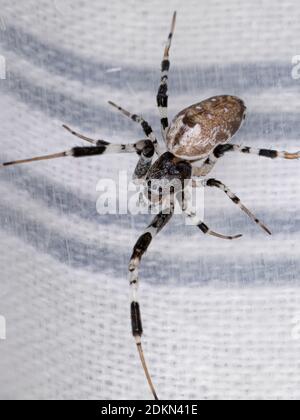 Ninja-star Ceiling Spider of the species Zosis geniculata Stock Photo