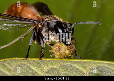 Long-waisted Honey Wasp of the Genus Polybia preying on a caterpillar of the Family Lycaenidae Stock Photo