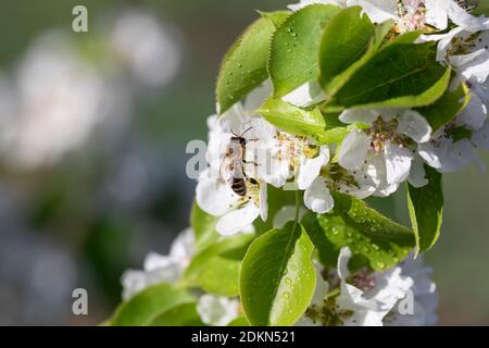 Busy honey bee collects pollen from white apple blossoms with dew drops in early morning
