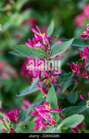 Tartarian honeysuckle, Rosentry (Lonicera tatarica) Stock Photo