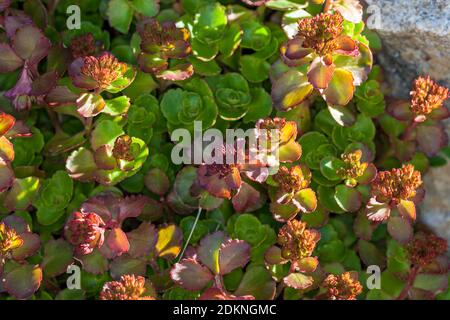 'Red Carpet' Caucasian Stonecrop, Kaukasiskt fetblad (Sedum spurium) Stock Photo