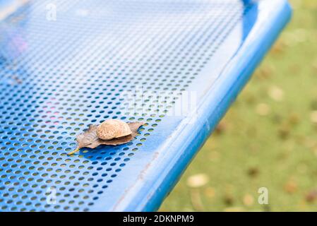 Snail on leaf. Snail on blue bench. Stock Photo