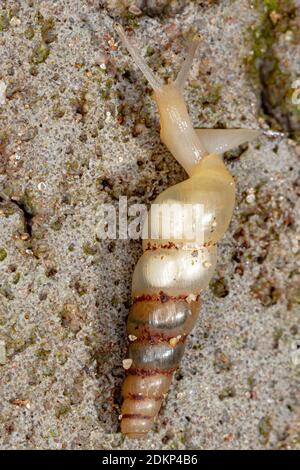 Miniature Awlsnail of the species Subulina octona Stock Photo