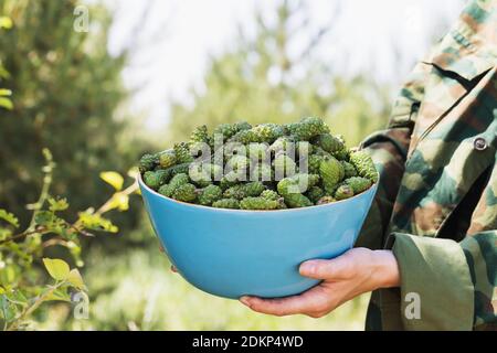 A man is holding collected small green forest cones in a bowl. Stock Photo