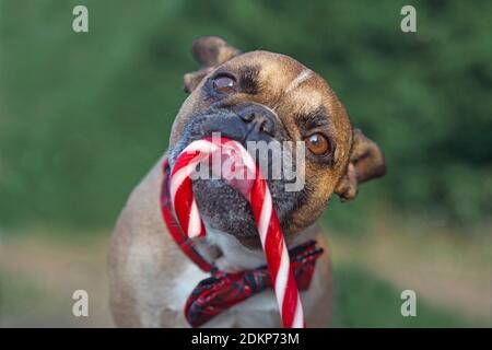 Cute French Bulldog dog licking a Christmas candy cane with tongue Stock Photo