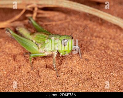Short-horned Grasshopper of the Family Acrididae Stock Photo