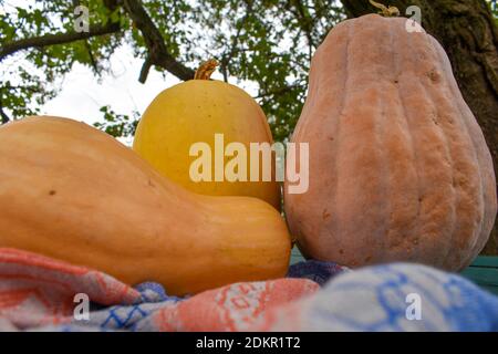 Various pumpkins on the table Stock Photo