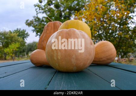 Various pumpkins on the table Stock Photo
