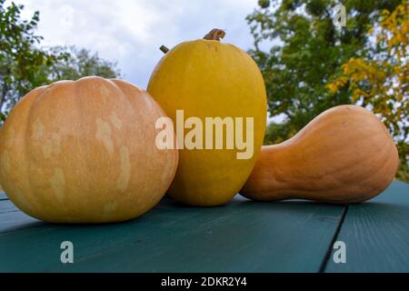 Various pumpkins on the table Stock Photo