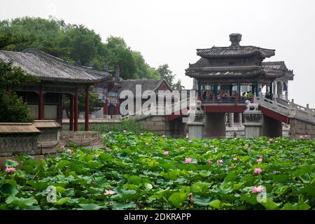 Pink lotus pond garden with lily pads with bridge in background in Summer Palace Beijing Stock Photo