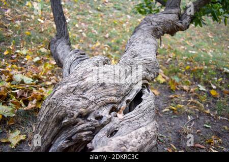 Old twisted tree trunk close up Stock Photo
