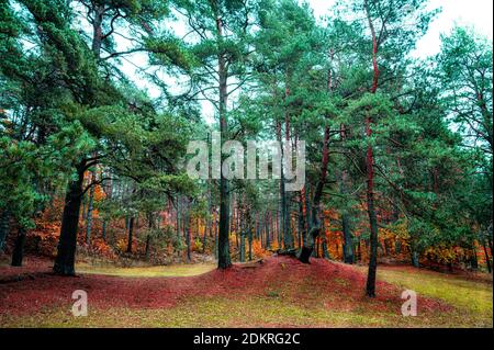 Mixed forest with coniferous and deciduous trees in autumn Stock Photo