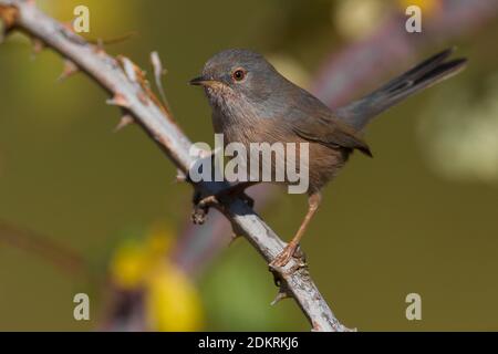 Vrouwtje Provencaalse Grasmus; Female Dartford Warbler Stock Photo