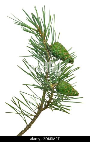 Pine (Pinus sylvestris) branch with cones isolated on white background Stock Photo