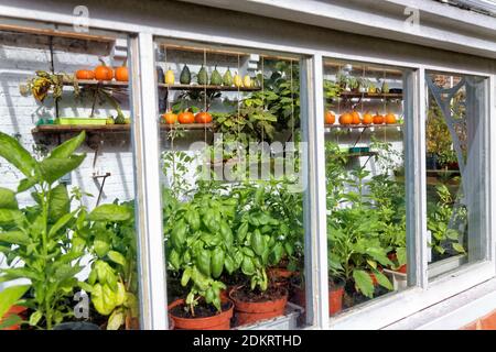 Greenhouse full of plants Stock Photo