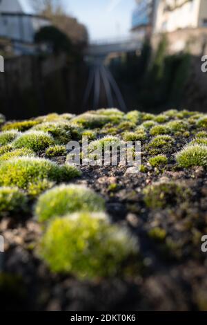 Teignmouth train track from a moss covered bridge view point, Devon, England Stock Photo