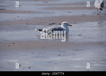 Seagull on the beach in Vlissingen, the Netherlands. Stock Photo