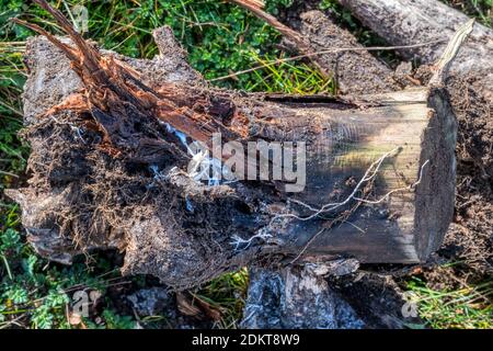 White threads of fungi mycelium on dug out old rotten tree stump. Stock Photo