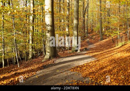 The winding path through the autumn forest with a zigzag pattern has something almost symbolic about it. Who knows exactly how life goes. Stock Photo
