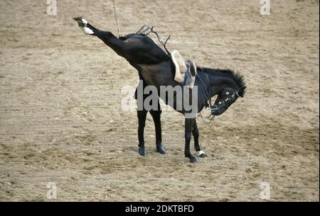 The Cadre Noir, an Equestrian Display Team based in the city of Saumur in  western France Stock Photo - Alamy
