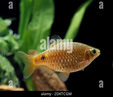 Rosy Barb, puntius conchonius Stock Photo