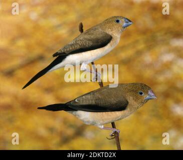 African Silverbill, lonchura cantans, Females standing on Branch Stock Photo